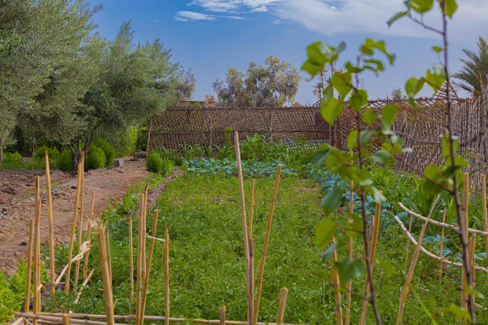 Maison D'Hote Amridil Skoura Kültér fotó