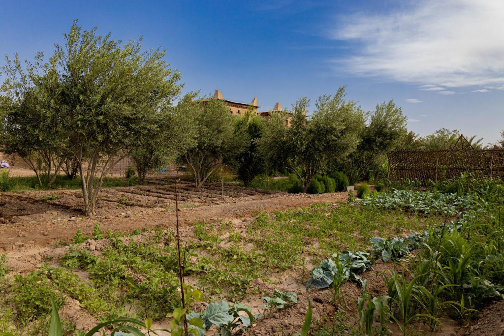 Maison D'Hote Amridil Skoura Kültér fotó